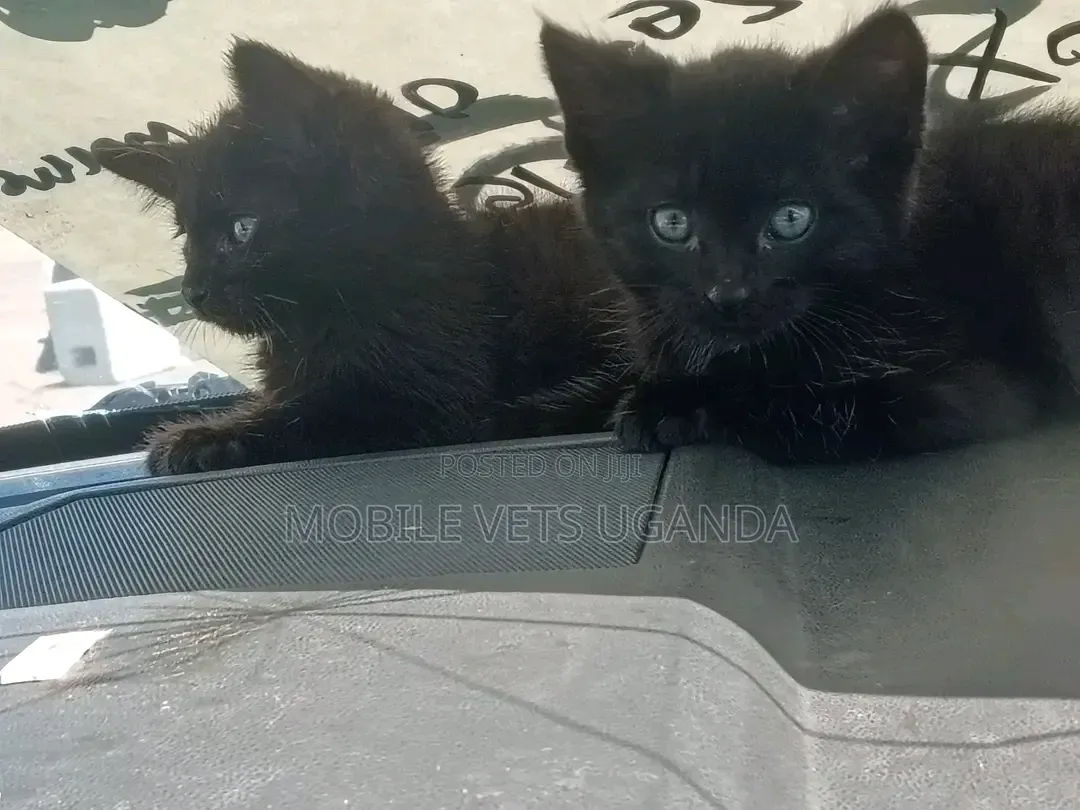 3-6 months Male Purebred American Bobtail