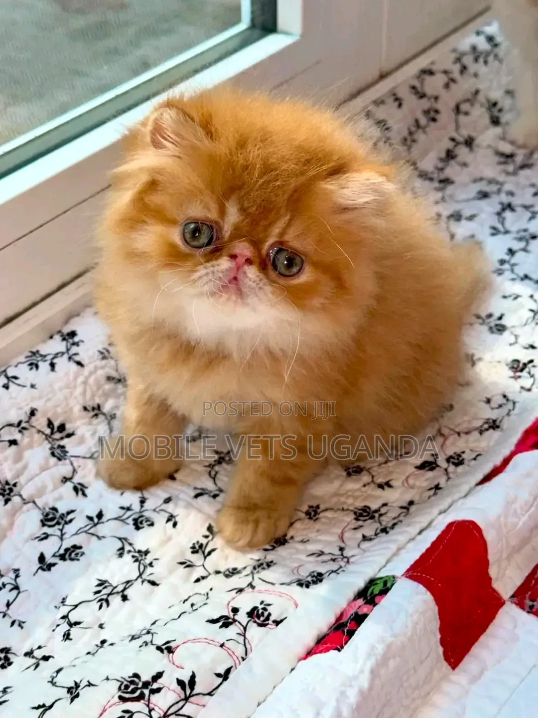 1-3 months Male Purebred Persian