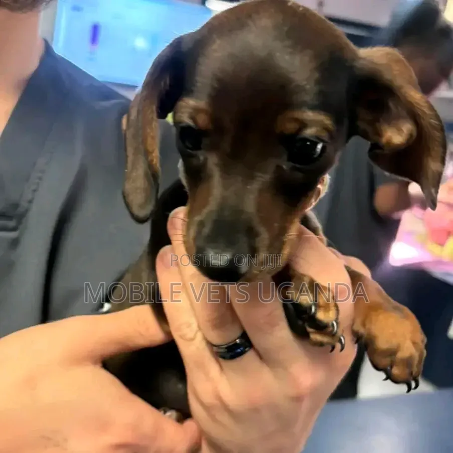 1-3 months Male Purebred Dachshund