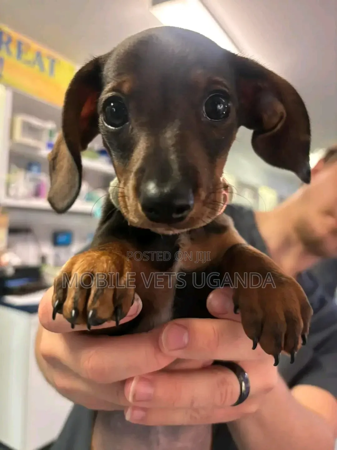 3-6 months Female Purebred Dachshund
