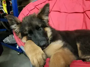 3-6 months Male Purebred German Shepherd