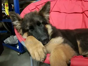 3-6 months Male Purebred German Shepherd
