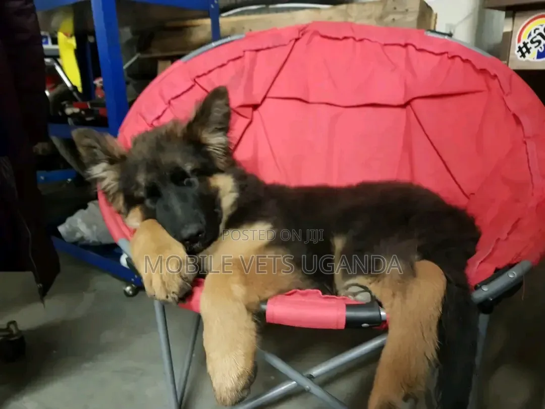 1-3 months Female Purebred German Shepherd