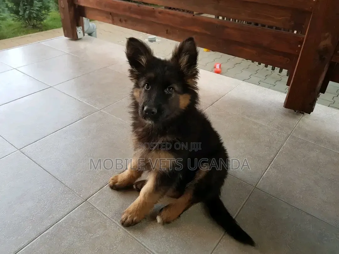 1-3 months Male Purebred German Shepherd