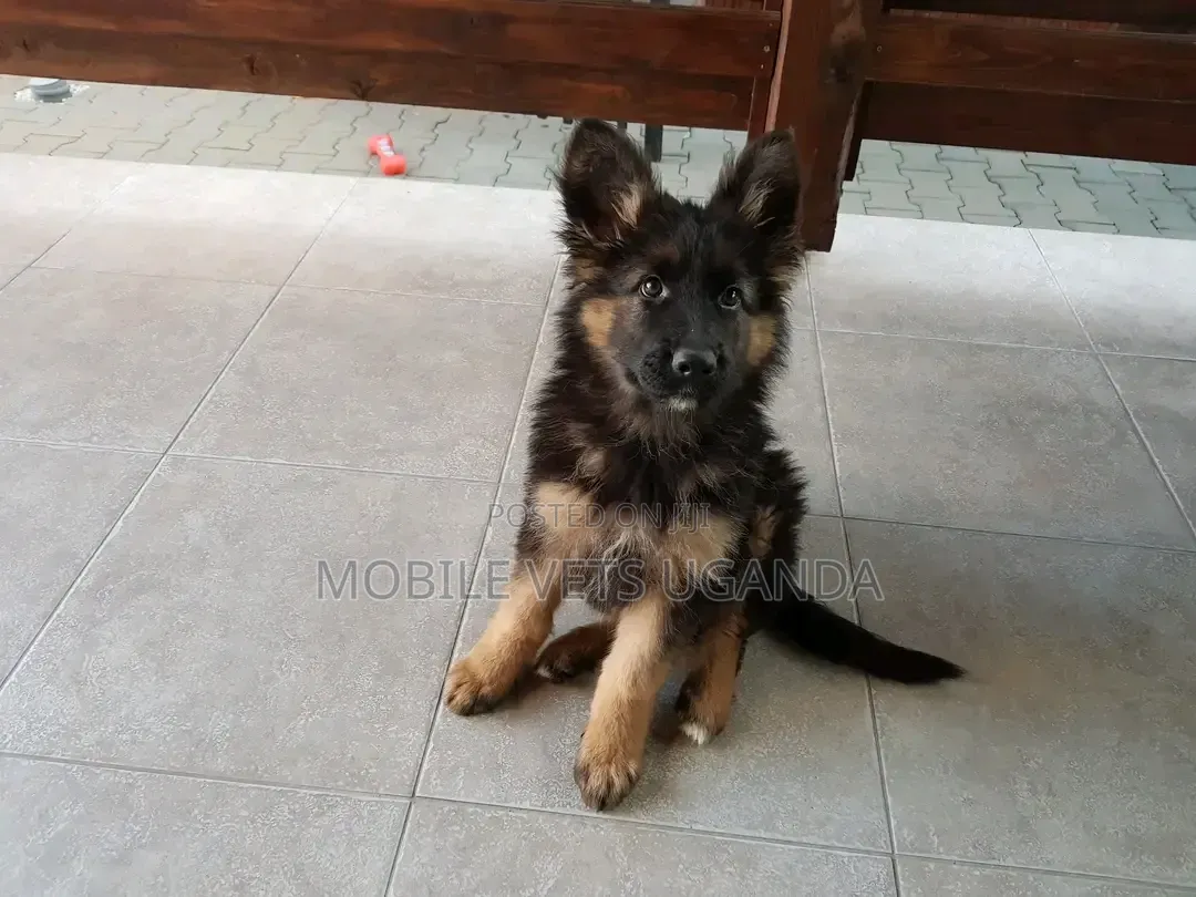 3-6 months Female Purebred German Shepherd