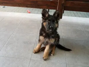 3-6 months Female Purebred German Shepherd