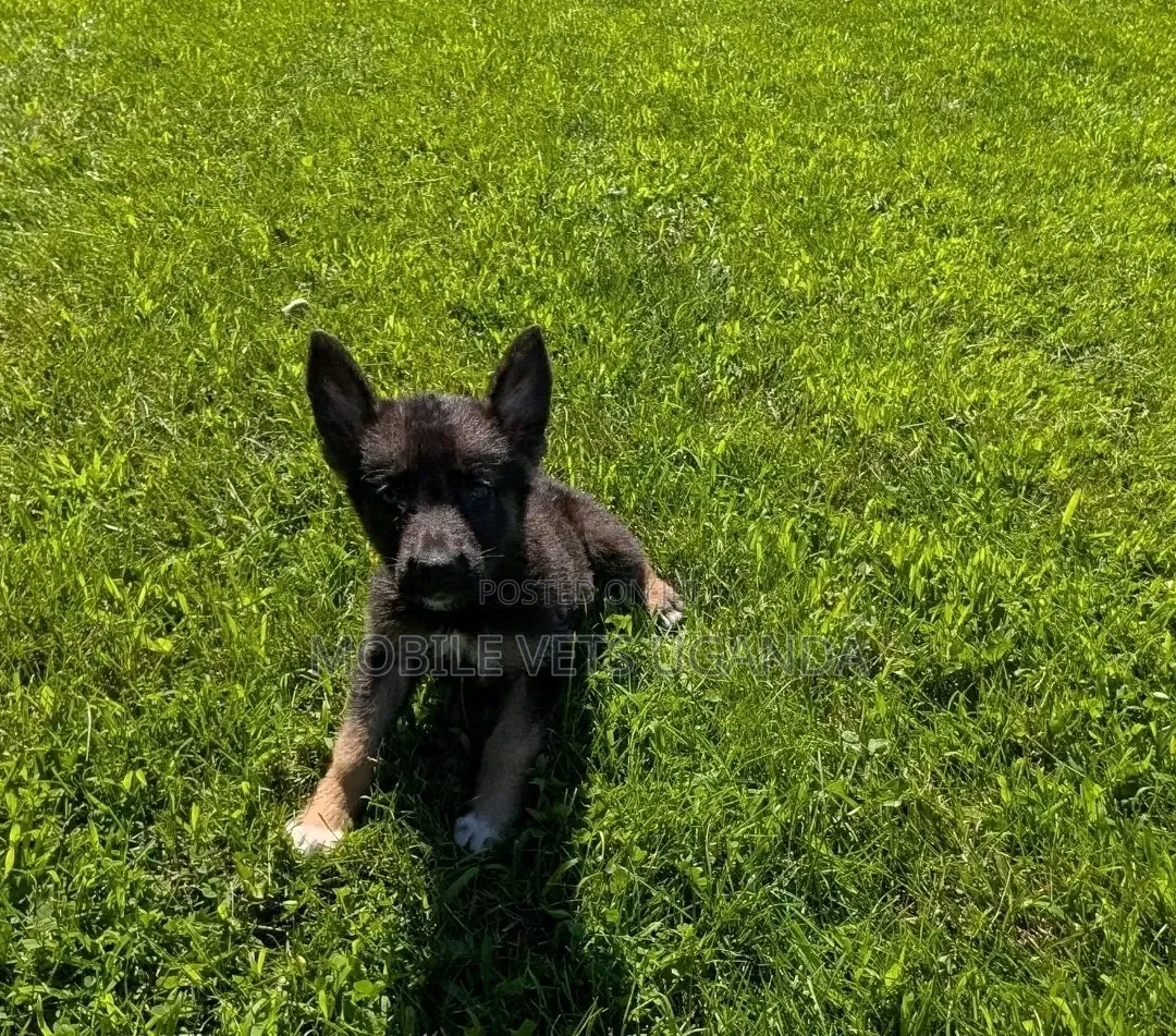 1-3 months Female Purebred German Shepherd