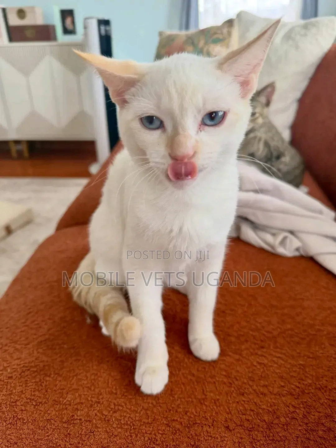 1-3 months Male Purebred American Bobtail