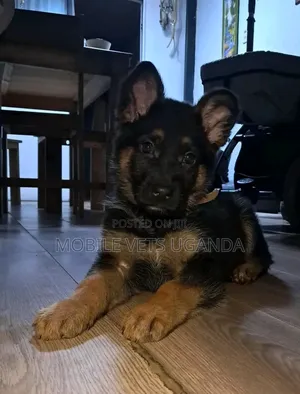 1-3 months Male Purebred German Shepherd
