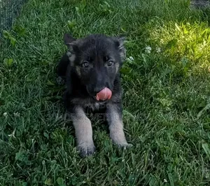 1-3 months Male Purebred German Shepherd