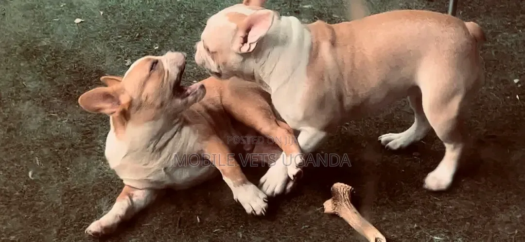 1-3 months Male Purebred French Bulldog