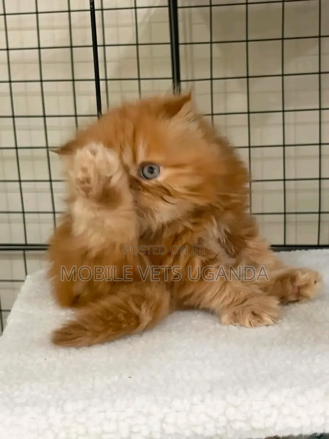 1-3 months Male Purebred Persian