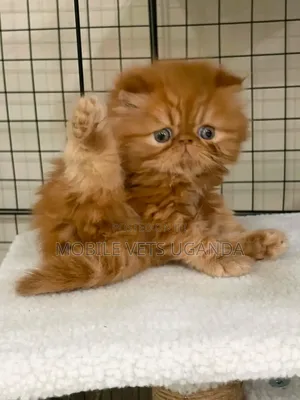 0-1 month Male Purebred Balinese