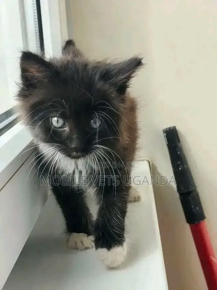 0-1 month Male Purebred Singapura