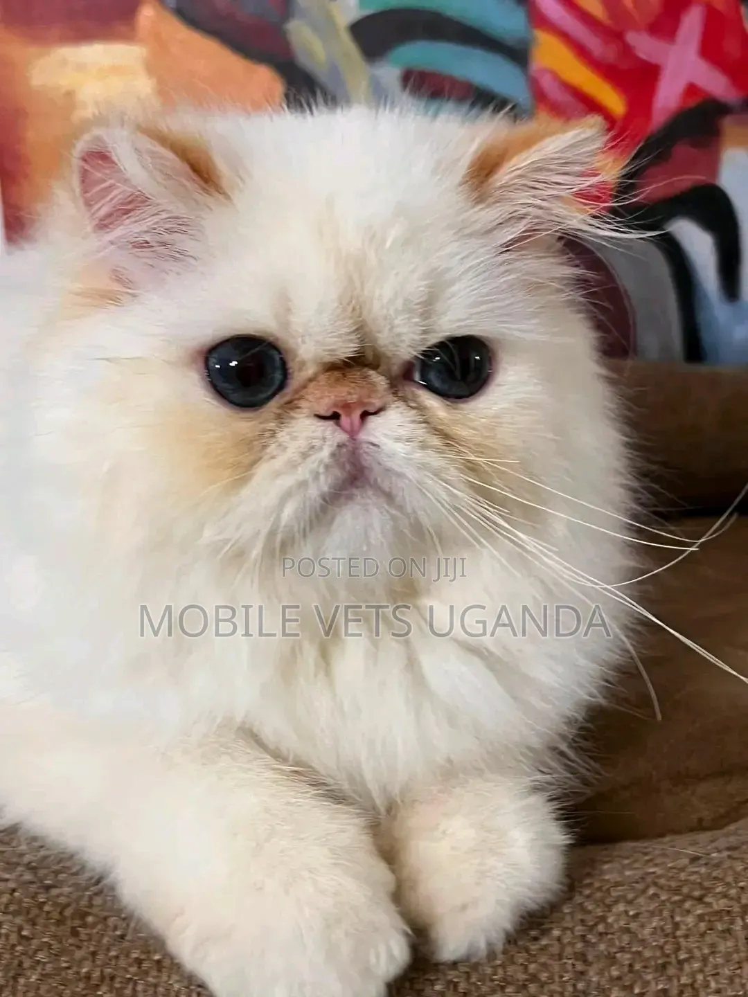 1-3 months Male Purebred Persian