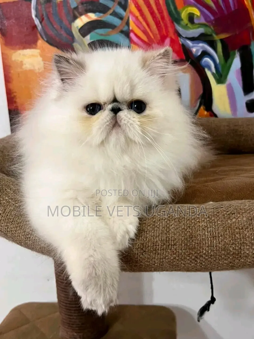 1-3 months Male Purebred Persian