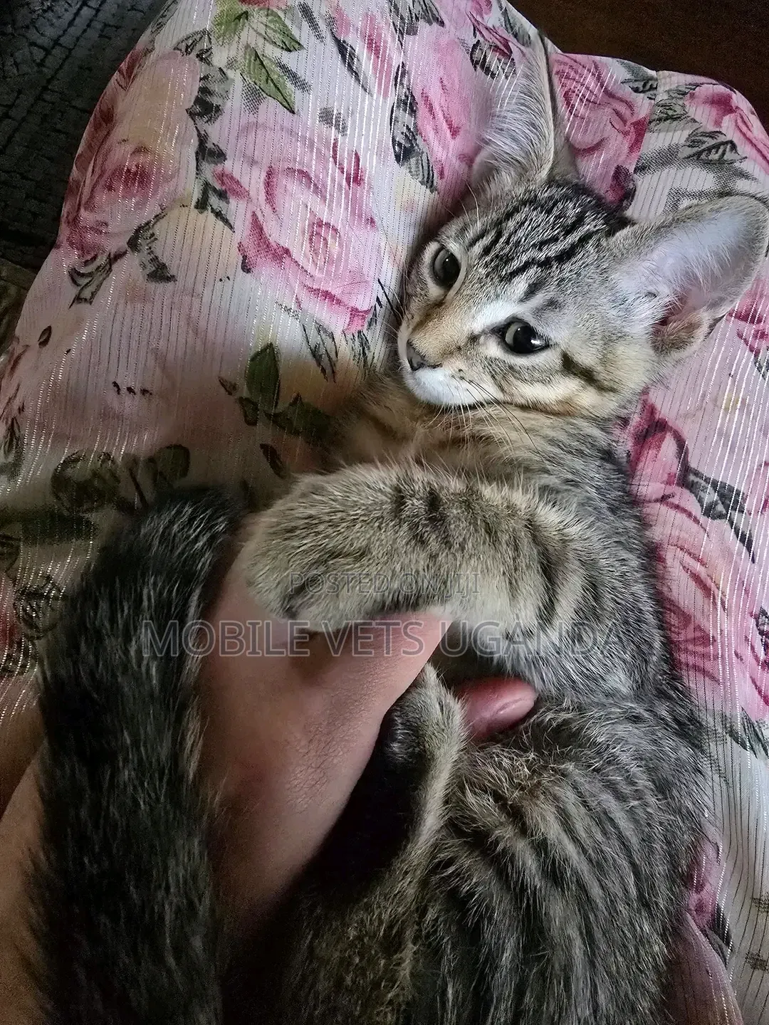1-3 months Male Purebred Balinese