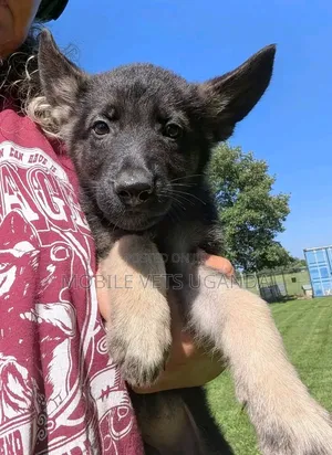 1-3 months Male Purebred German Shepherd