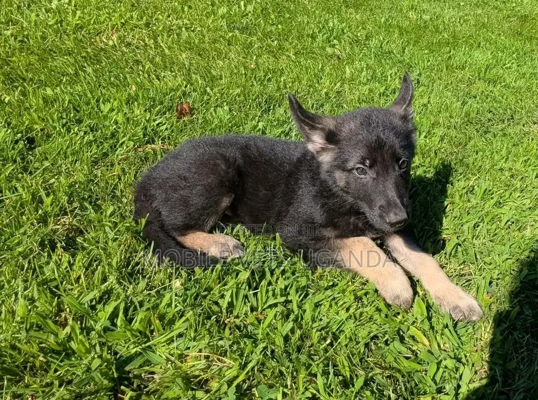 1-3 months Male Purebred German Shepherd