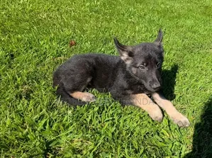 1-3 months Male Purebred German Shepherd