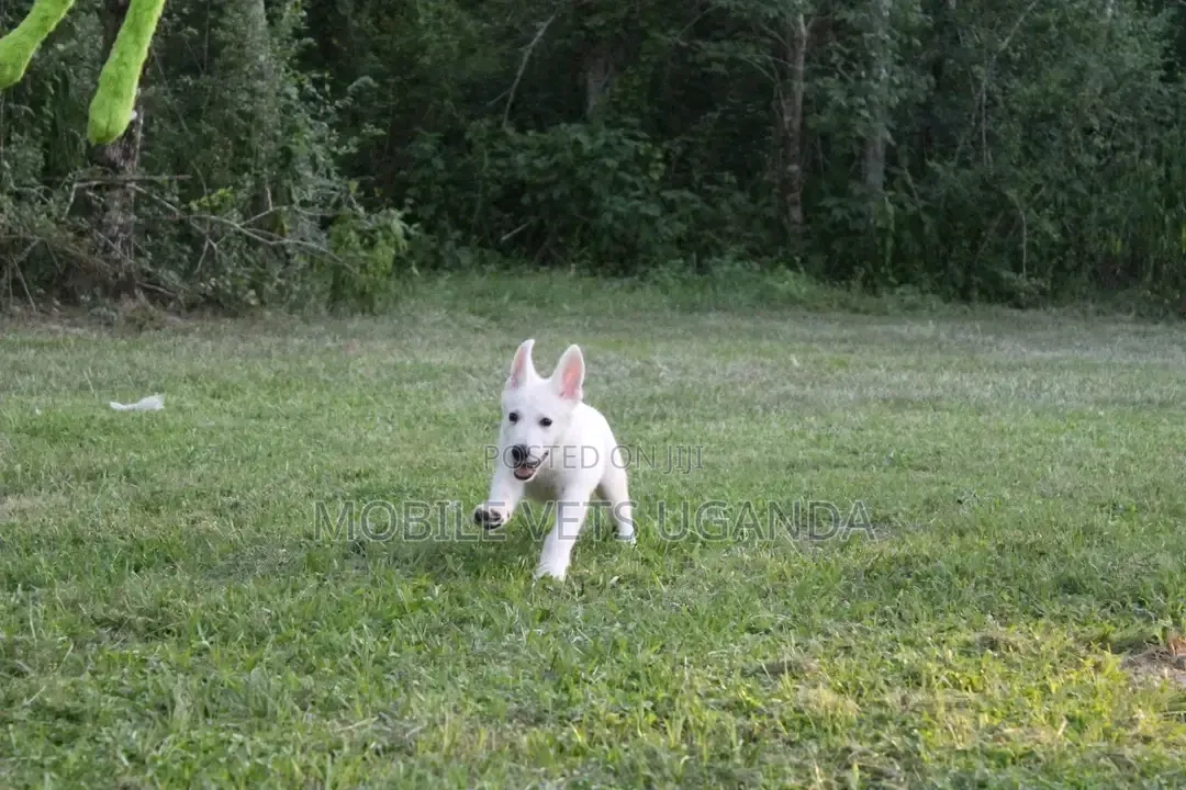 1-3 months Male Purebred Greater Swiss Mountain