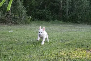 1-3 months Male Purebred Greater Swiss Mountain