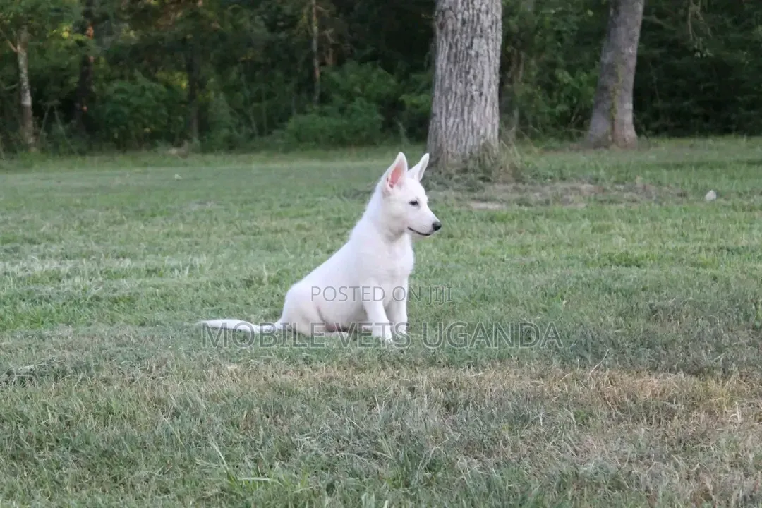 1-3 months Female Purebred Swedish Vallhund
