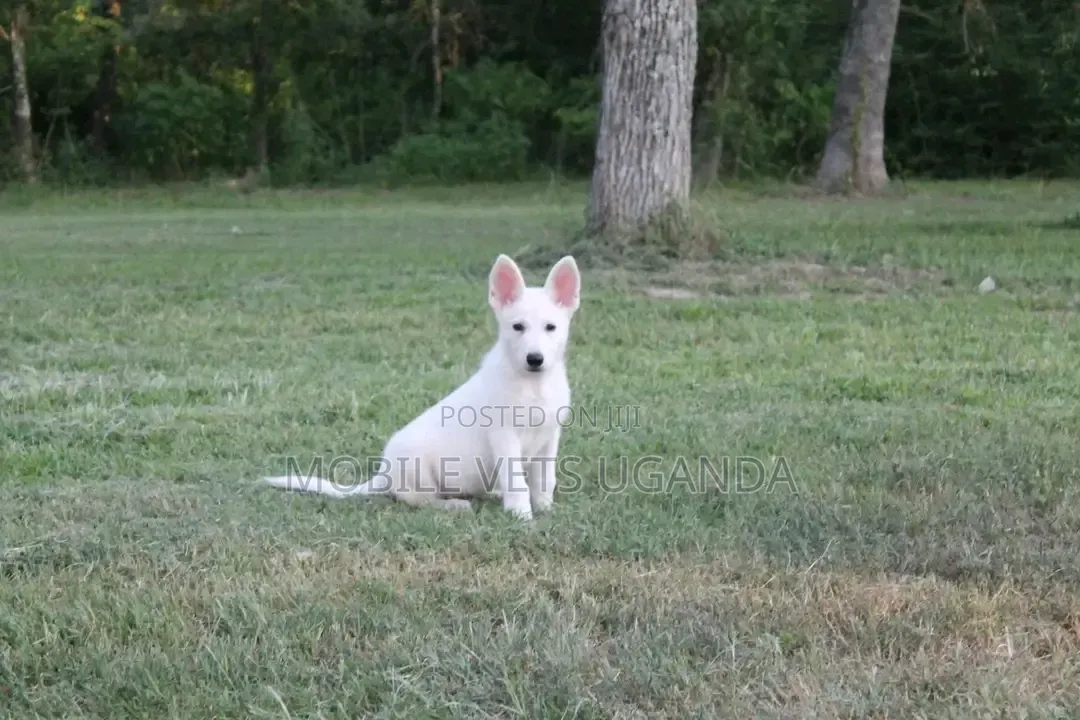 1-3 months Female Purebred Greater Swiss Mountain