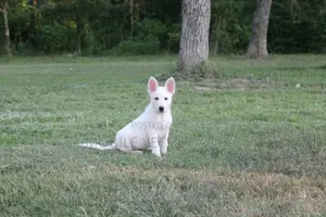 1-3 months Female Purebred Greater Swiss Mountain