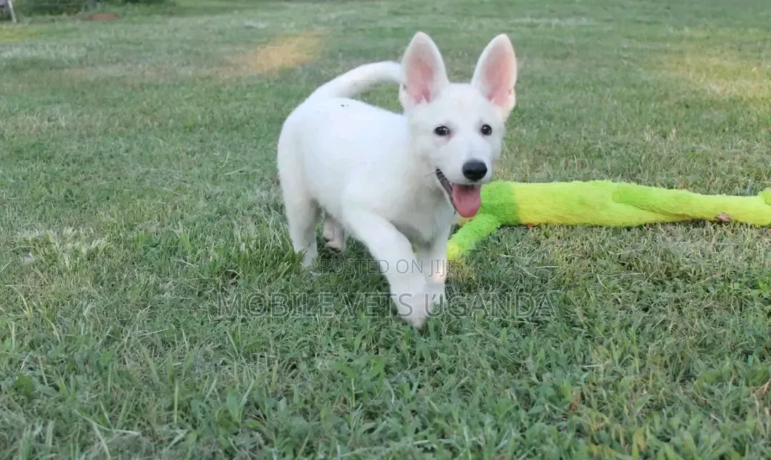 1-3 months Female Purebred German Shepherd