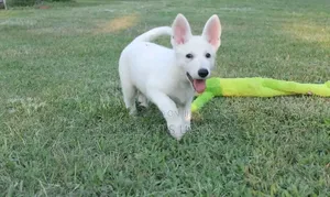 1-3 months Female Purebred German Shepherd