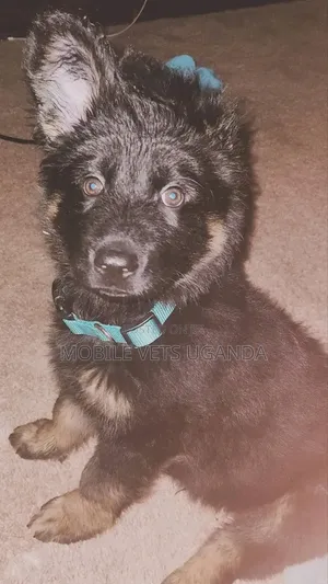 1-3 months Female Purebred German Shepherd