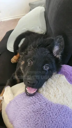 1-3 months Male Purebred German Shepherd