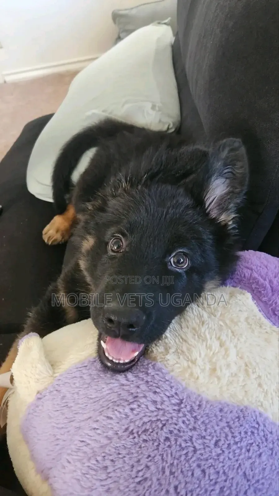 1-3 months Male Purebred German Shepherd