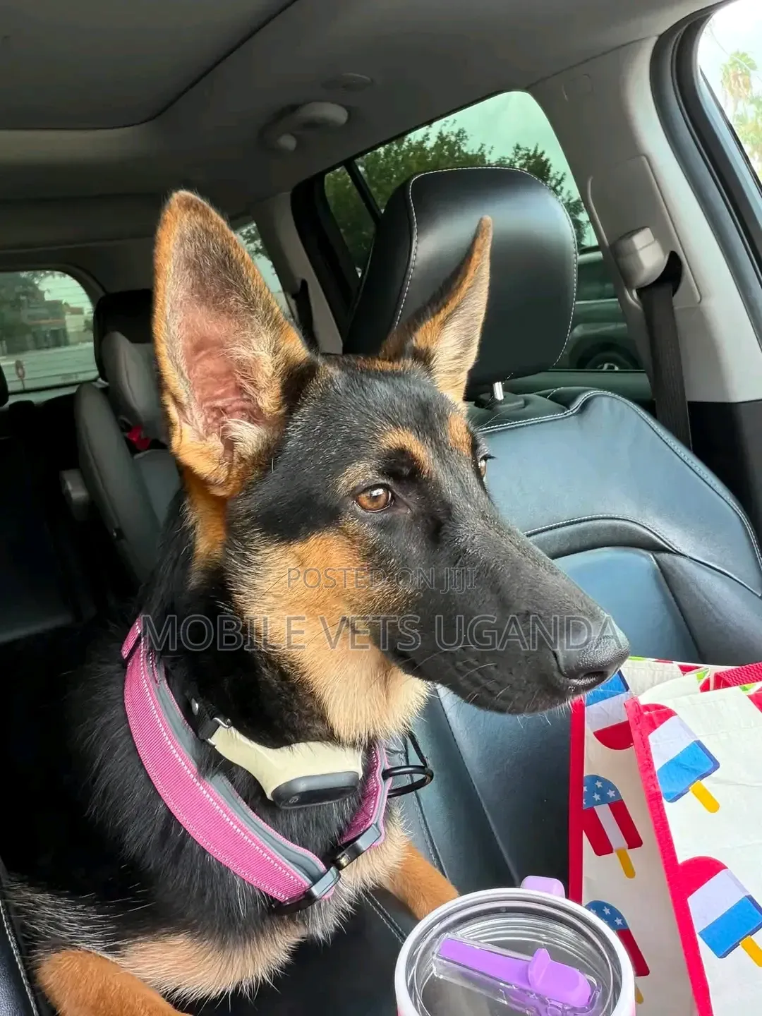 1-3 months Male Purebred German Shepherd