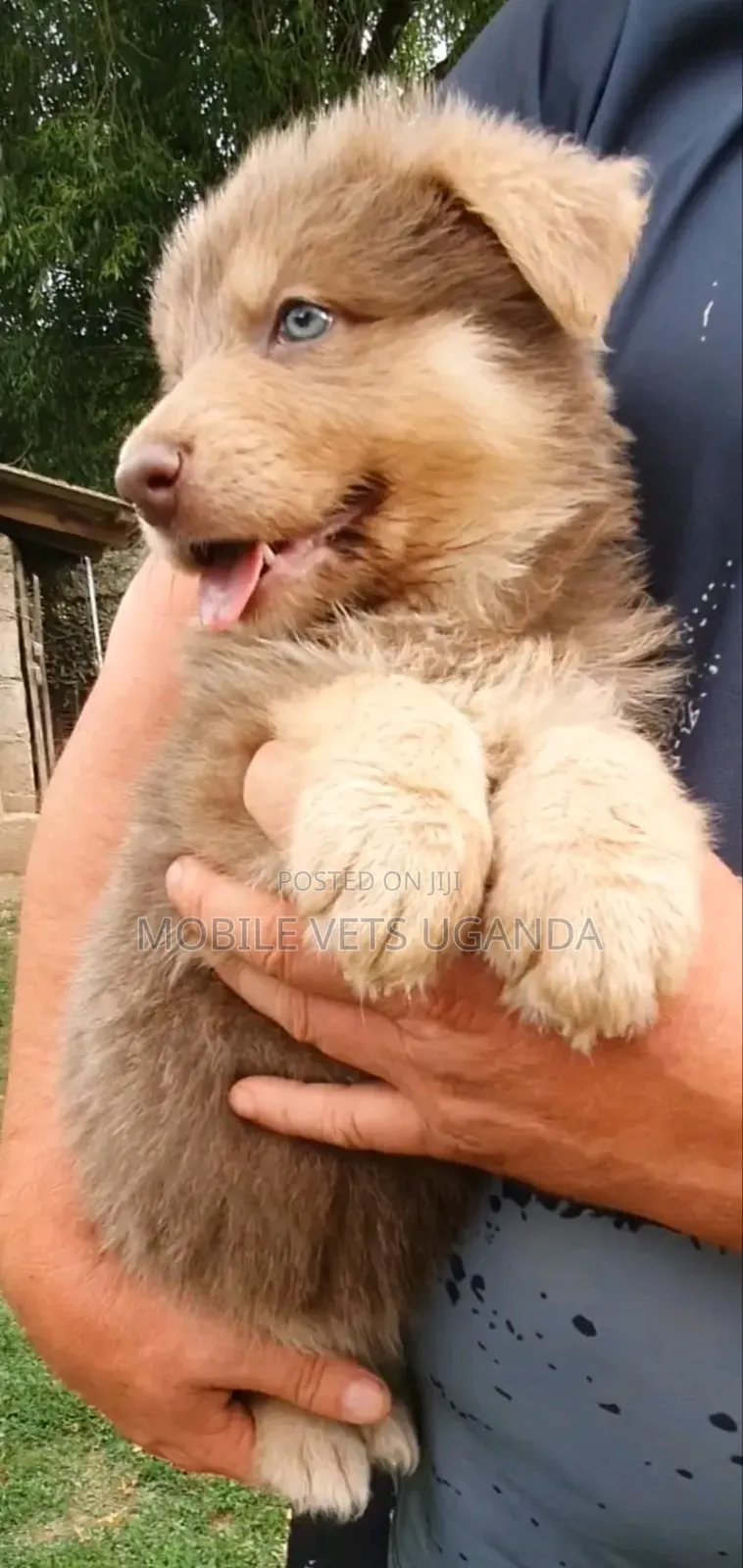 1-3 months Male Purebred Siberian Husky