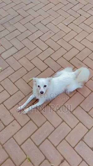 3-6 months Female Purebred Japanese Spitz