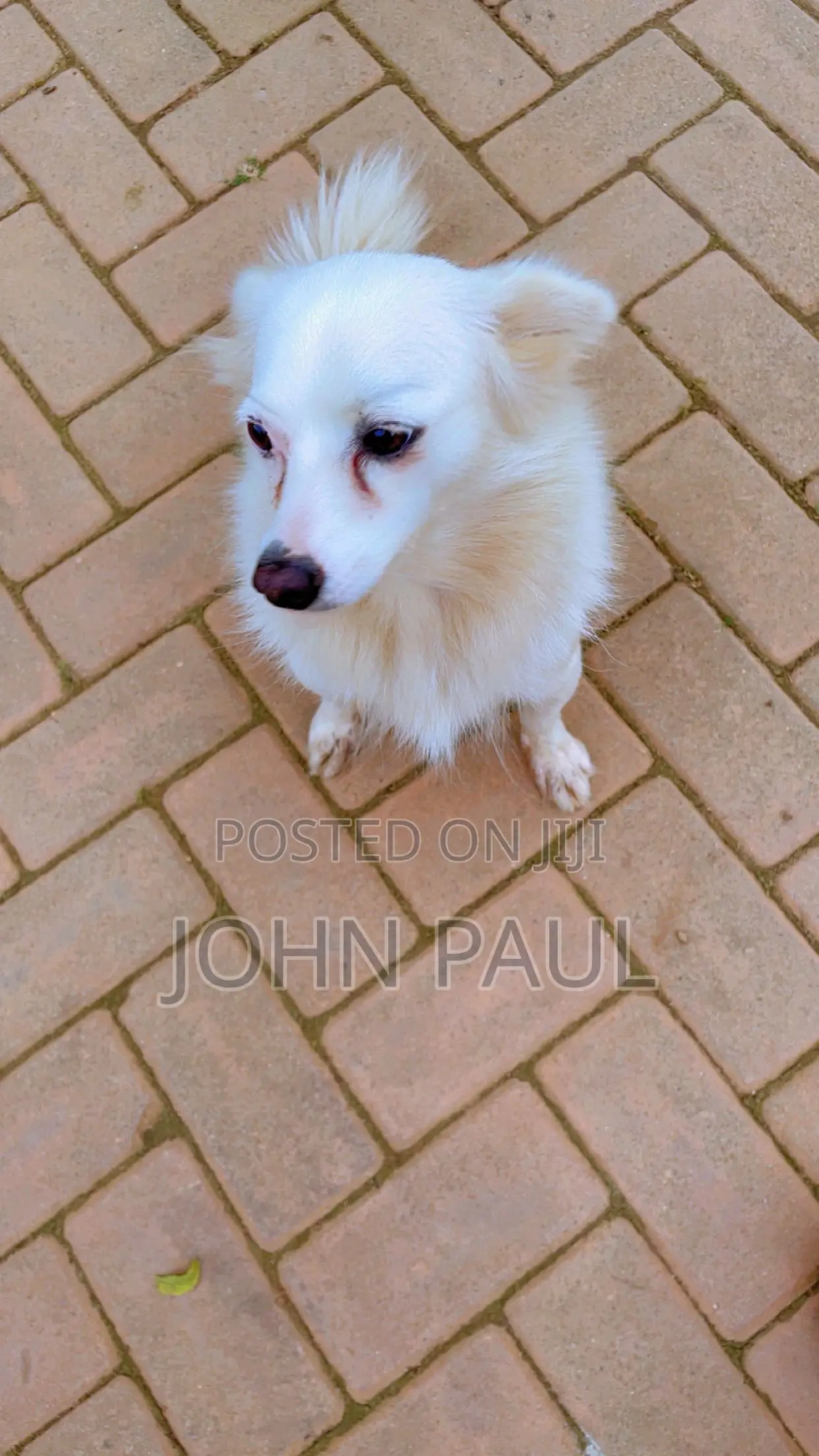 3-6 months Female Purebred Japanese Spitz