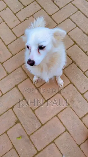 3-6 months Female Purebred Japanese Spitz
