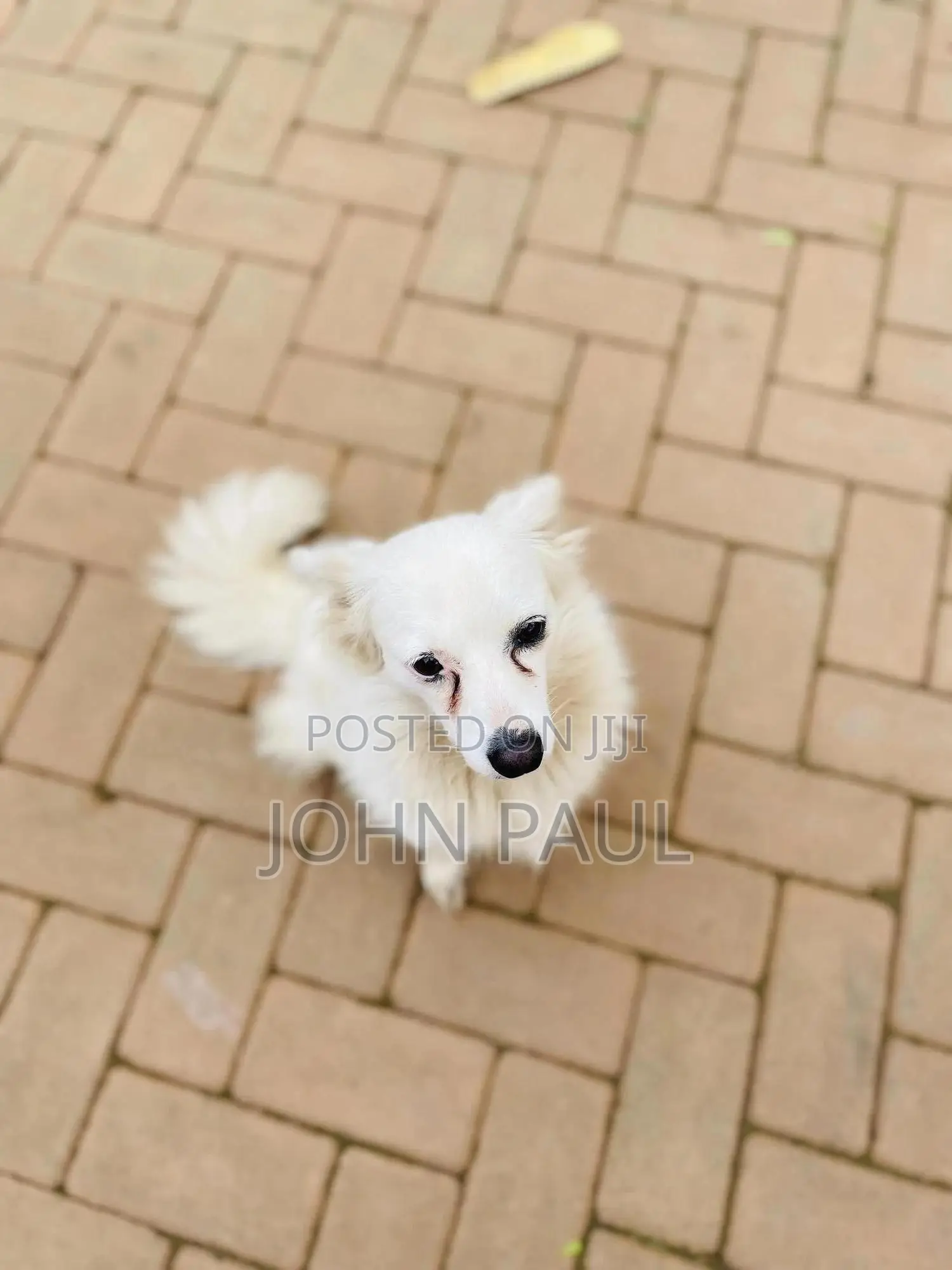 3-6 months Female Purebred Japanese Spitz