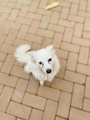 3-6 months Female Purebred Japanese Spitz