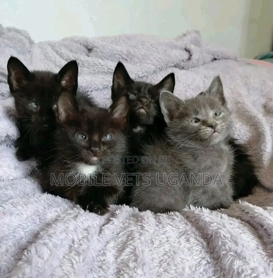 1-3 months Male Purebred Bombay