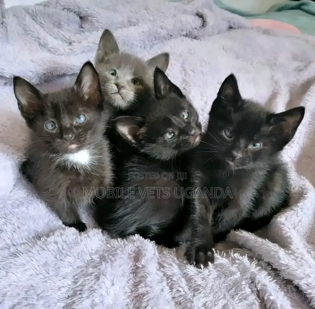 1-3 months Male Purebred Abyssinian