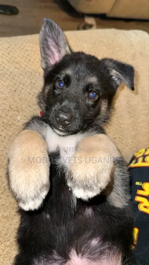 1-3 months Male Purebred German Shepherd
