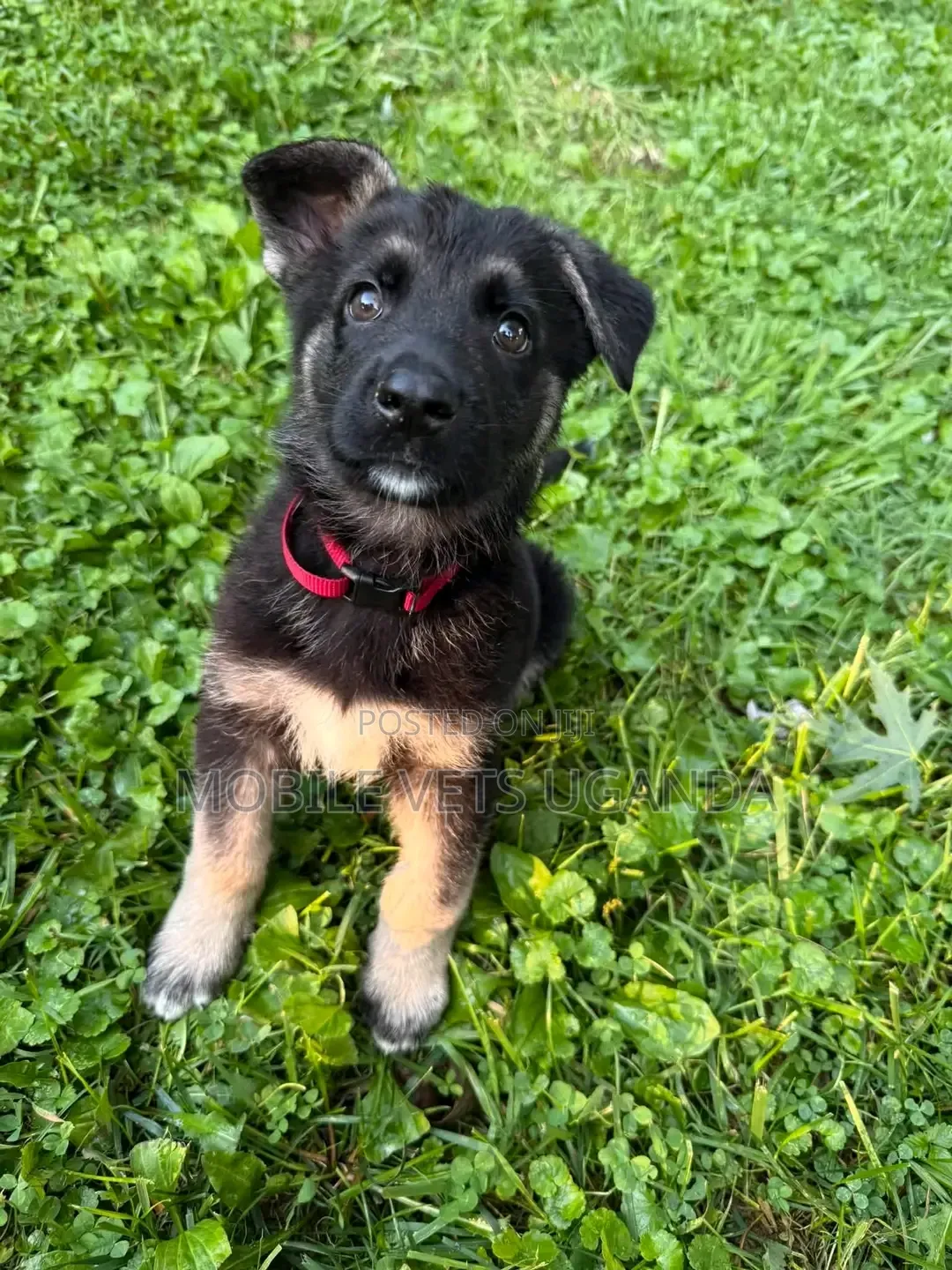 1-3 months Female Purebred German Shepherd