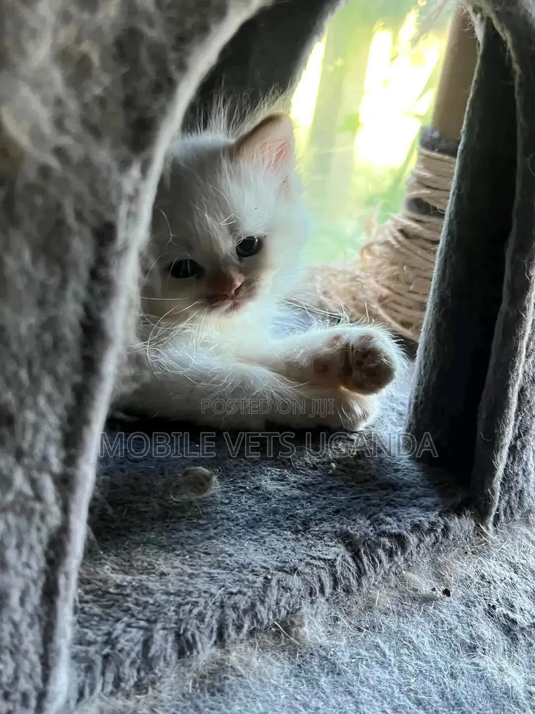 0-1 month Female Purebred Bombay