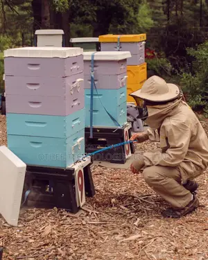 Apiary Monitoring