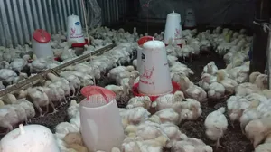 Broiler Chickens