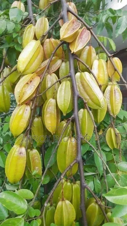 Star Fruit Seedlings