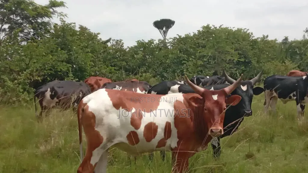 Farm on Sale Contained With 100 Cows, 60 Goats and 20 Sheep